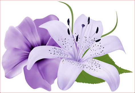 Download Free Star Lily Vector Transparent Stock Lavender Flowers