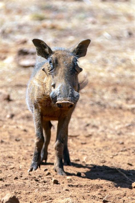 Baby Piglet Common Wild Warthog Phacochoerus Africanus In Southern