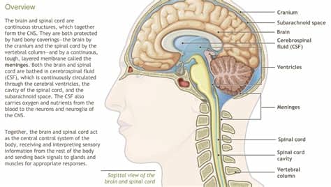 Central nervous system (cns) the cns is the brain and the spinal cord. Understanding the Anatomy of the Nervous System-A.D.A.M ...