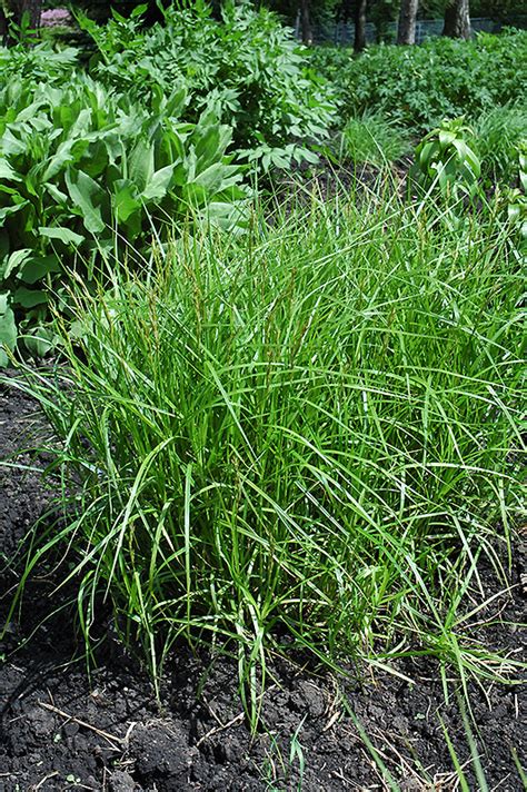 The family is large, with some 5,500 known species described in about 90 genera, the largest being the true sedges genus carex with over 2,000 species. Palm Sedge (Carex muskingumensis) in Wilmette Chicago ...