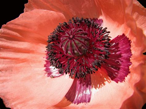 Ready For My Close Up Poppy Floral Photographic Art Flowers Poppy