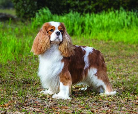 Cavalier King Charles Spaniel Dog Breed History And Some Interesting