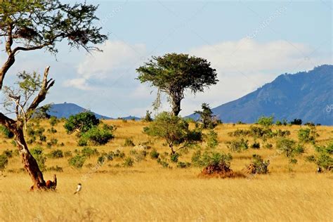 Paysage De Savane Africaine Image Libre De Droit Par Andycandy © 31860763