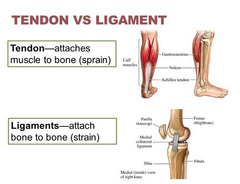 Muscles Tendons And Ligaments