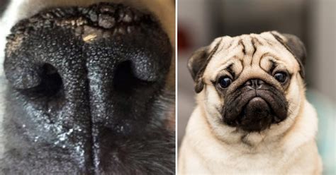 If Your Pugs Nose Is Dry And Crusty It Might Be Nasal Hyperkeratosis