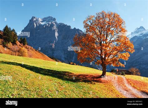 Picturesque Autumn Landscape With Orange Tree Green Meadow And Blue