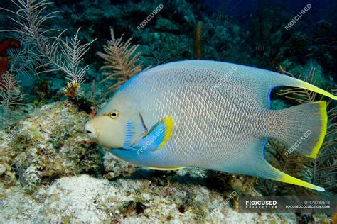 Blue Angelfish On Coral Reef — Underwater View Florida Stock Photo
