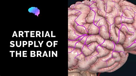 Blood Supply To The Brain 3d Anatomy Tutorial Ukmla Cpsa Youtube