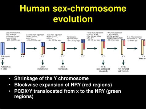 Ppt Mitochondrial Genome Powerpoint Presentation Free Download Id6760088