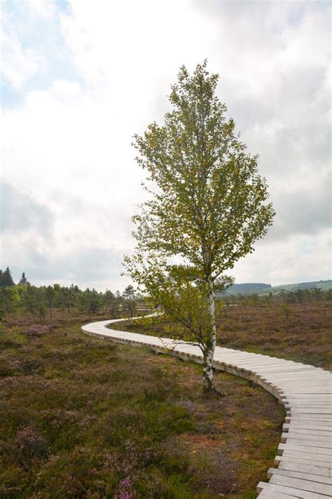 Black Moor With A New Wooden Path And A Tree Stock Photo Image Of