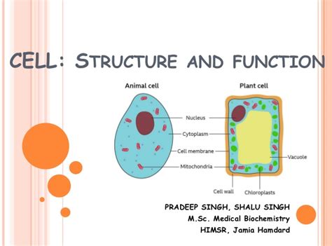 Where chloroplasts are present, their number, shape and size vary. Cell: Structure & Function