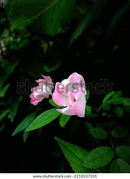 118 Virginia Wild Rose Images Stock Photos 3d Objects And Vectors