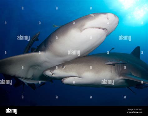 Lemon Sharks Crossing Stock Photo Alamy