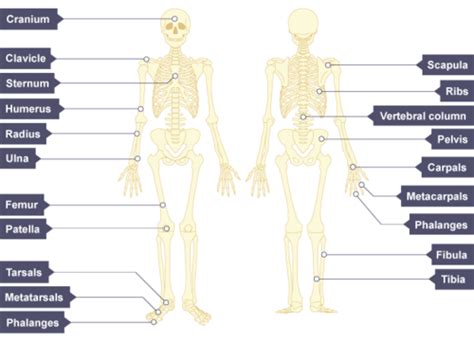 Skeletal System GCSE PE OCR Flashcards Quizlet