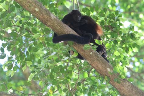 Baby Howler Monkey Free Stock Photo Public Domain Pictures