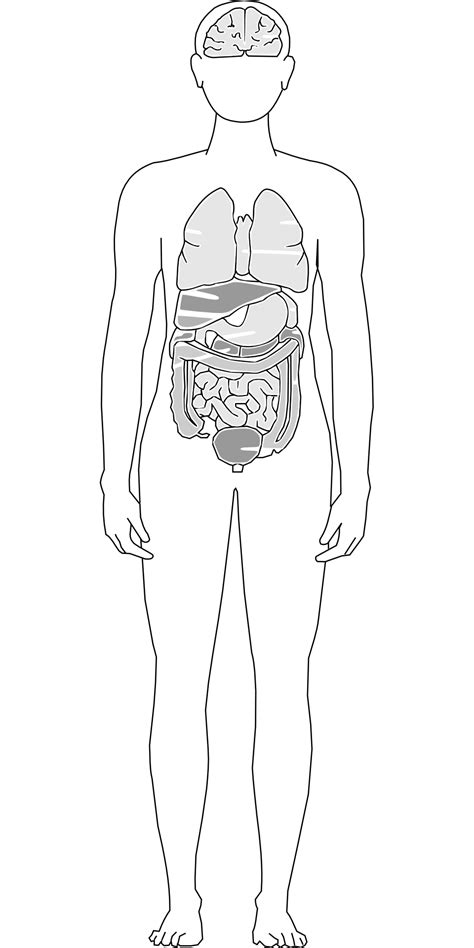 Human Body Anatomy Drawing At Getdrawings Free Download