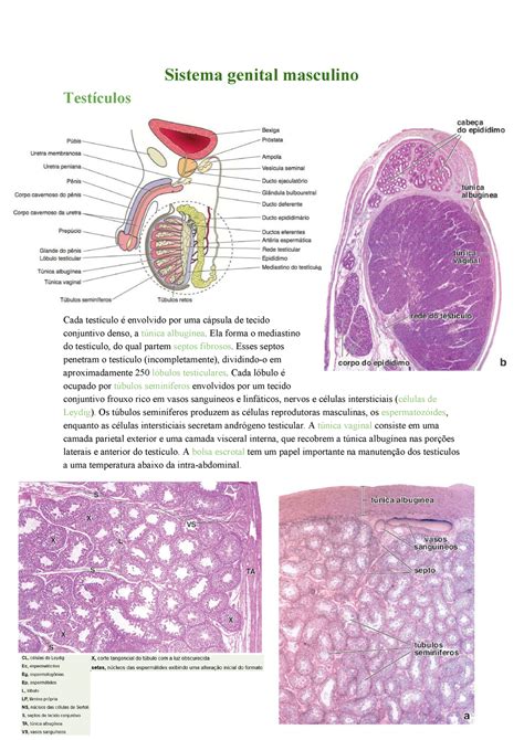 Anatomia E Histologia Do Sistema Urogenital Masculino Anatomia Sist