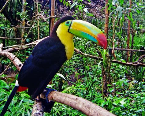 Toucan Parrot Bird Tropical 35 Wallpapers Hd Desktop And Mobile