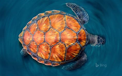 A Green Sea Turtle Shows Off Its Shell © Sergi Garcia