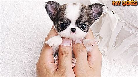 Top 10 Smallest Dog Breeds In The World Youtube