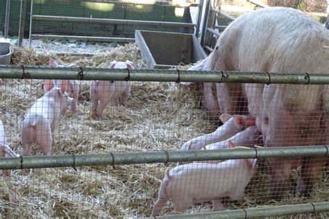 Pigs Babies And Mother Breastfeeding Stock Photo Image Of Animal