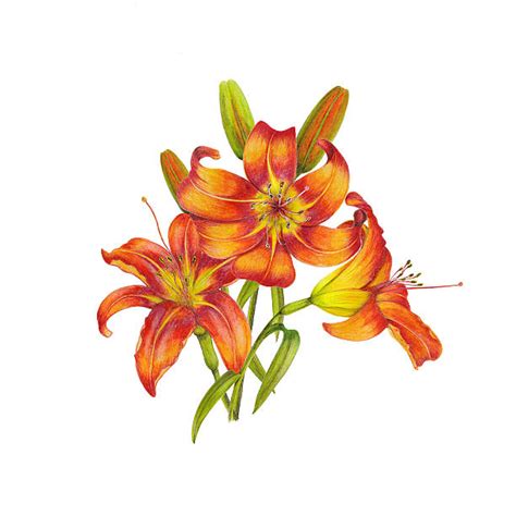 Tiger Lily Clip Art Vector Images And Illustrations Istock