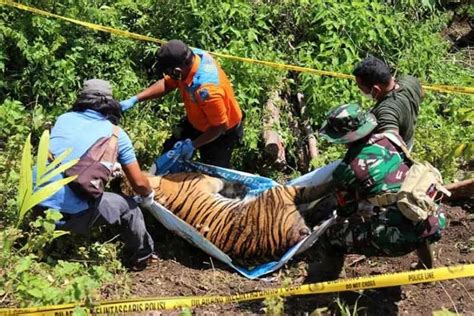 Seekor Harimau Sumatera Di Aceh Selatan Mati