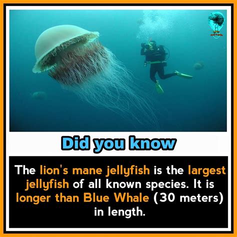 Did You Know This Interesting Facts About World Fun Facts Weird Facts Images And Photos Finder