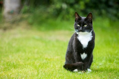 Safe haven accepts cases of abuse, neglect, fiv+, blindness, missing limbs, and other physical and psychological disabilities upon review of medical documentation. Keeping Cats Safe Outside - Our Guide | Cats Protection