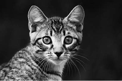 Kitten Striped Portrait