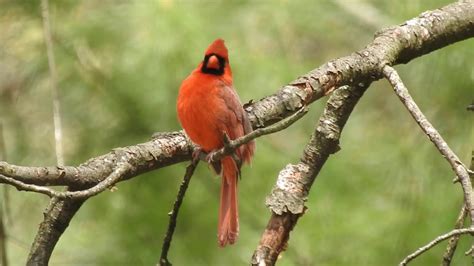 Fabulous Northern Cardinal Singing A Beautiful Song Youtube