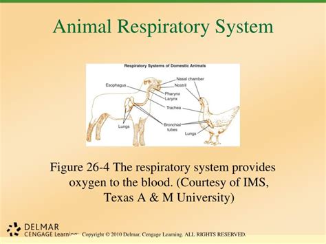 Mammal Respiratory System