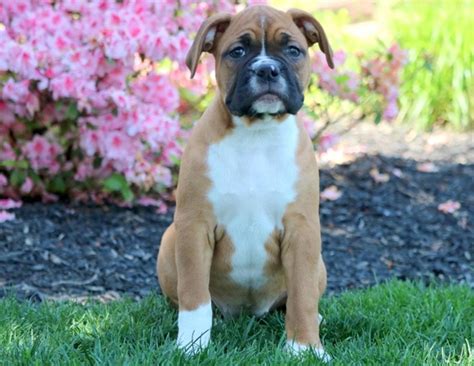 All puppy adoptions are to approved homes. Boxer Puppies For Sale | Westside, FL #207927 | Petzlover