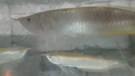 Independent indonesia 9 months ago. Arowana Silver albino mata merah - YouTube