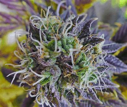 Marijuana Purple Kush Weed Haze 420 Grow