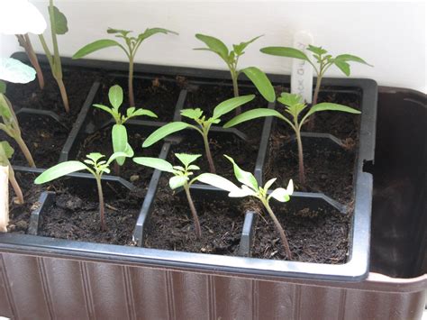 Tomato Seedlings Libertygerty