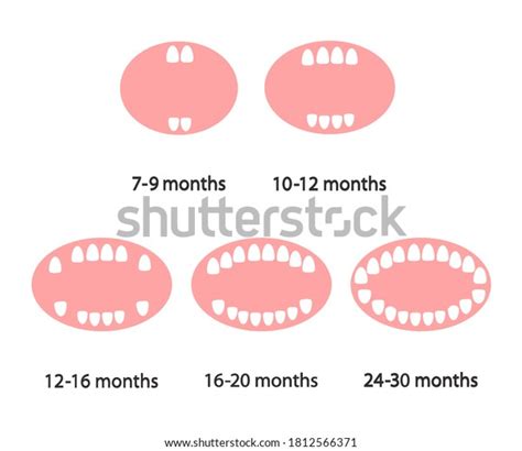 Baby Teeth Teeth Growth By Months Stock Vector Royalty Free