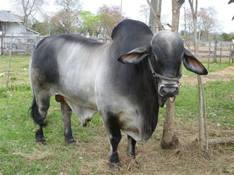 These features are more pronounces in the male than in the female of the breed. Brahman Cattle / Why Brahman Cattle B R Cutrer Inc Hungerford Texas : Brahman cattle american ...