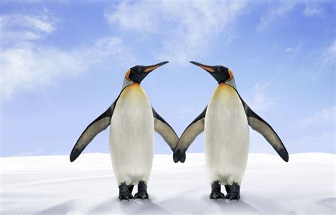 12 Peculiar Penguin Facts