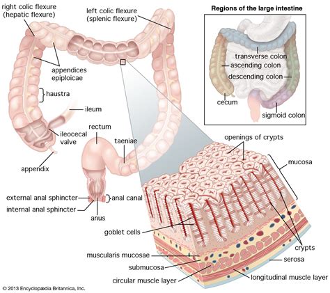 large intestine definition location anatomy length function and facts britannica