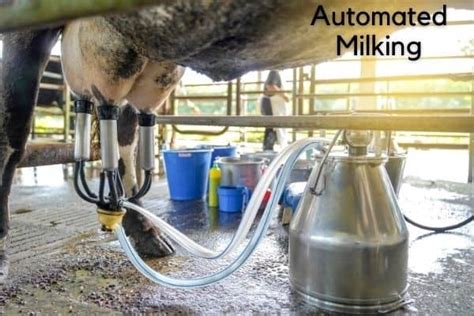 How Much Milk Does A Cow Produce In Its Lifetime 2023