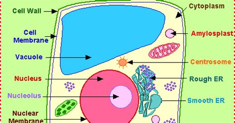 The sugars are a source of energy for the plants and the animals that eat them. Biology Blog: Green Plant Cells