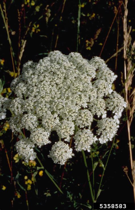 Queen Anne S Lace Wild Carrot Daucus Carota