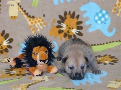 Chinook Puppies Lion King Litter Week 2