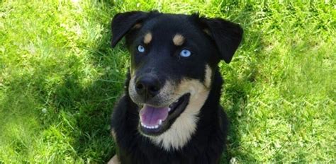 While the rottweiler husky mix is recognized by the designer breed registry and the international designer canine registry, there's not a lot known about when it was first created. Traits of the Rottweiler Husky Mix (Rottsky) | Daily Dog Stuff