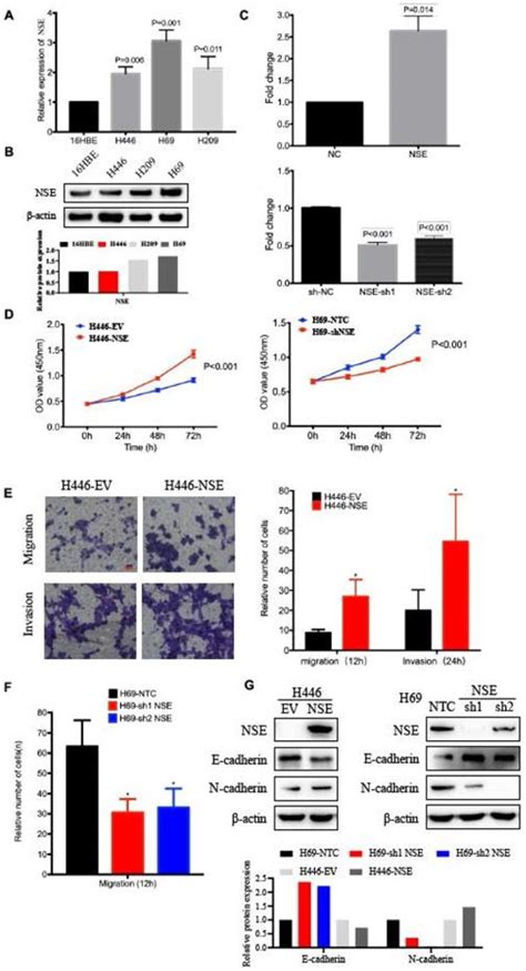 Nse Positively Regulated By Linc Mir P Axis Promotes Small