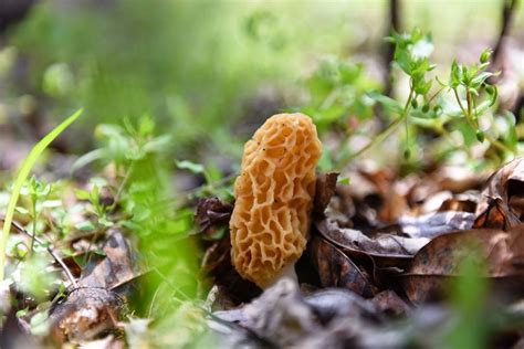 Fat of the Land: Southern Morels