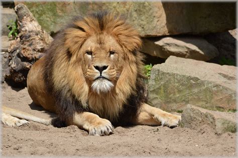 Lions In Artis 14 Free Stock Photo Public Domain Pictures