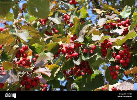 Herbst - rote Beeren auf Irga (Shadberry) Baum Stockfotografie - Alamy
