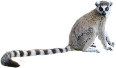Maybe you would like to learn more about one of these? Lemur PNG
